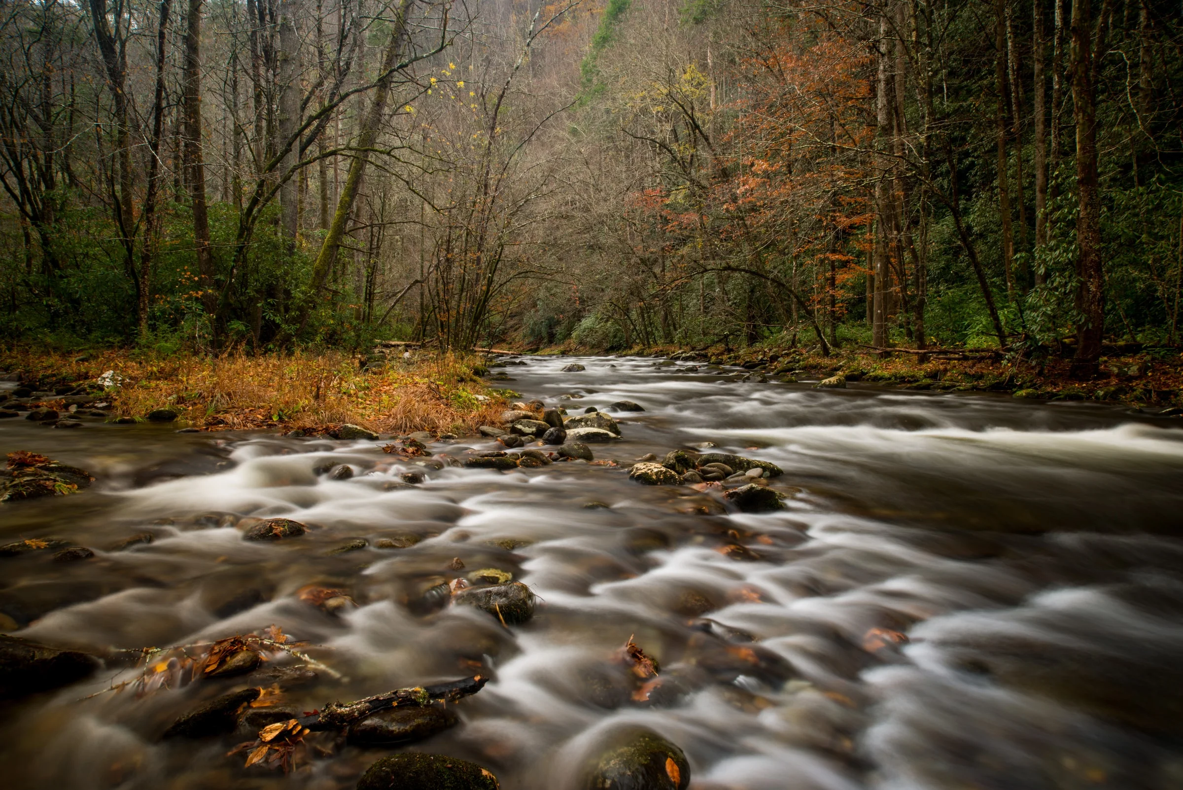 creek in the smoky mountains